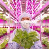 Shenzhen Factory Growing Lights LED 3w LED Grow Light for Growing thumbnail-5