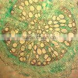 Microslide Akar Dikotil,Indonesia Primary School Teachingprepared Slides