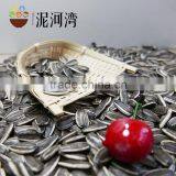 Sunflower Seeds for American Type 5009 With Best Quality thumbnail-5