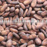 raw cacao/cocoa beans/nibs/seeds,new season's,directly from our farm