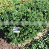 Natural Taxus Media Hicksii Plant