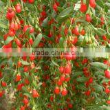 BCS Certificate Organic Goji Berry for Export thumbnail-2