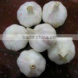 Normal White Garlic thumbnail-1