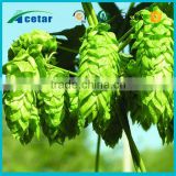 ISO22000 factory supply herb Hops Extract