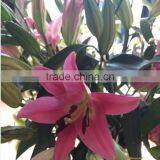 Top Quality Fragrant Fresh Lily Various Lily Flowers Single Stem Lily Flower From Kunming Exporter thumbnail-6