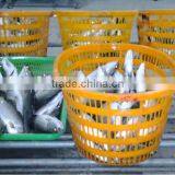Type of Seafood Asian Sea Bass thumbnail-1