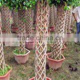 Ficus Benjamina Cage Shape Trees thumbnail-1