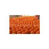 Colorful EVA Foam Ball / Tasteless Soft Foam Balls Toys For Decoration thumbnail-1