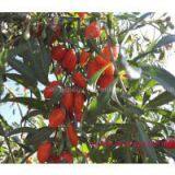 Conventional Ningxia Goji Berry thumbnail-3