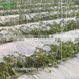 Agricultural Greenhouse Eggplant Hydroponics and Coconut Cultivation Equipment/Hydroponics Growing Systems /Hydroponic Trays thumbnail-5