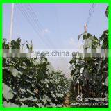 Anti Hail Net,hail Protection Net for Fruit Plantations Apple Tree thumbnail-4
