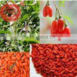 Gojihome Goji Berries, Oversea Market Usage of Ningxia Goji Berries Wolfberries Dried Goji Health Benefits Chinese Wolfberry thumbnail-3