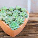 Heart Shpaed Terracotta Garden Pots thumbnail-4