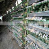 Galvanized Steel h Type Quail Cages With Accessories thumbnail-1
