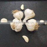 Best quality dry Garlic