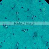 Teacher Teaching Microscope Slides 7101