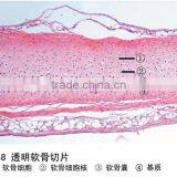 Supply Hot Sale Lab Using Prepared Biology Slide for School Teaching on Sale thumbnail-6