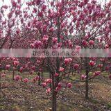 High Purity Lily Magnolia Seeds Mulan Tree Seeds For Growing thumbnail-3