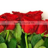 Wholesale Grade A Fresh Roses From India Fresh Rose Petals