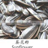 Sunflower Seed(USA Type,high Quality) thumbnail-1