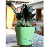 Ceramic Plant Pots and Vases Indoor Plant Pots thumbnail-1
