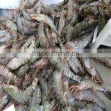 Frozen Sweet Shrimp thumbnail-1