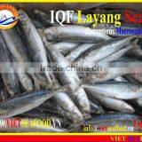 IQF LAYANG SCAD WHOLE ROUND thumbnail-6