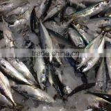Seafrozen Pacific Mackerel From China thumbnail-2