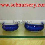 Lucky Bamboo Pot thumbnail-1