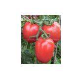 Tomato Seed Supply INT-11-062 thumbnail-1