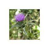 Milk Thistle Extract/Silybum Marianum/Silymarin thumbnail-1