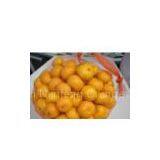 Fresh Oranges Nanfeng thumbnail-1