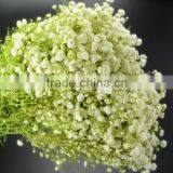 Fresh Color Unique Flower Gift Gypsophila thumbnail-3