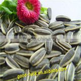 large amount cheap sunflower Seeds factory (5009)