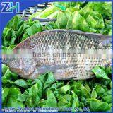 frozen tilapia mossambica gutted and scaled wr