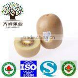 Fresh Gold Kiwi thumbnail-1
