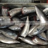 IQF or BQF Frozen Bonito HGT For Canning
