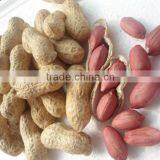 Raw Peanuts for Sale thumbnail-1