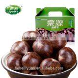Hot Sale Top Quality Chinese Fresh Chestnuts, Sweet and Easy Peeling thumbnail-4