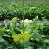 Dendrobium Hybrids Orchid Flower Live Dendrobium Plant