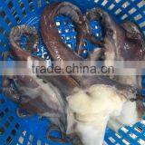 Wholesale Illex Squid Head Tentacle Sleeve Fish to Exporter thumbnail-2