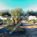 Fargas Collection - Millenary Olive Trees thumbnail-3