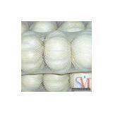 Sell White Garlic thumbnail-1