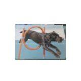 Pet Jump Ring Exerciser thumbnail-1