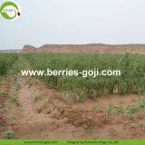 Factory Supply Nutrition Dried Lycium Berry thumbnail-3