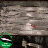 Frozen Ribbon Fish for Gift or Sale Market (new) thumbnail-1