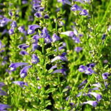 Factory Direct Sale Scutellaria Baicalensis Root Extract 80% Baicalin thumbnail-5