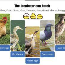 Automatic Chicken Eggs Hatcher Incubators thumbnail-4