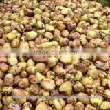 Wholesale Desiccated Coconut in India thumbnail-4