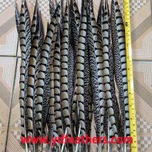 Lady Amhurst Pheasant Tail Feather From China For Wholesale